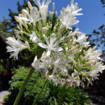 Agapanthus - Vivero Los Arrayanes