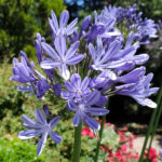 Agapanthus - Vivero Los Arrayanes