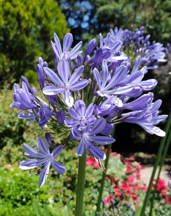 Agapanthus - Vivero Los Arrayanes