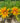 gazania