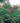 laurel-de-jardin-2